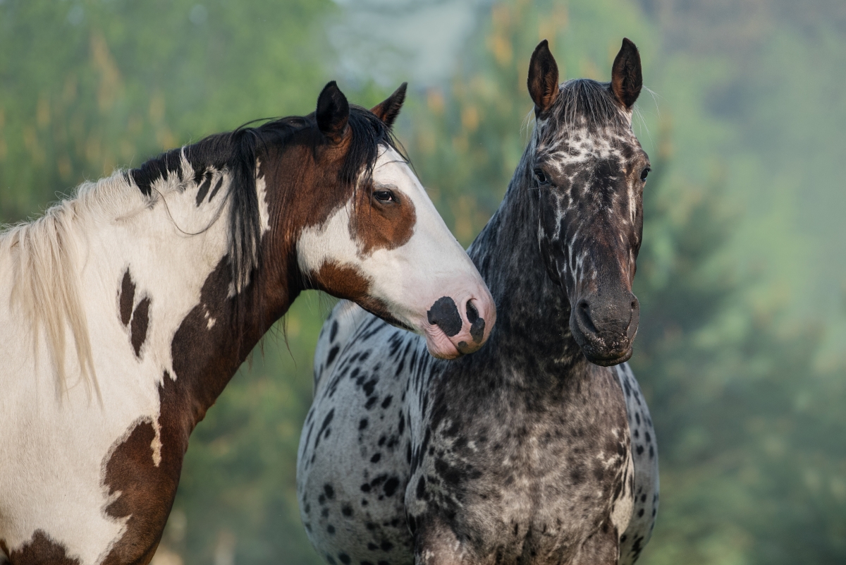 appaloosa-horse-indian-breed-raised-by-native-americans-equishop